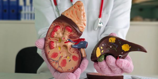 Doctor holding kidney and liver anatomical models with gloves.
