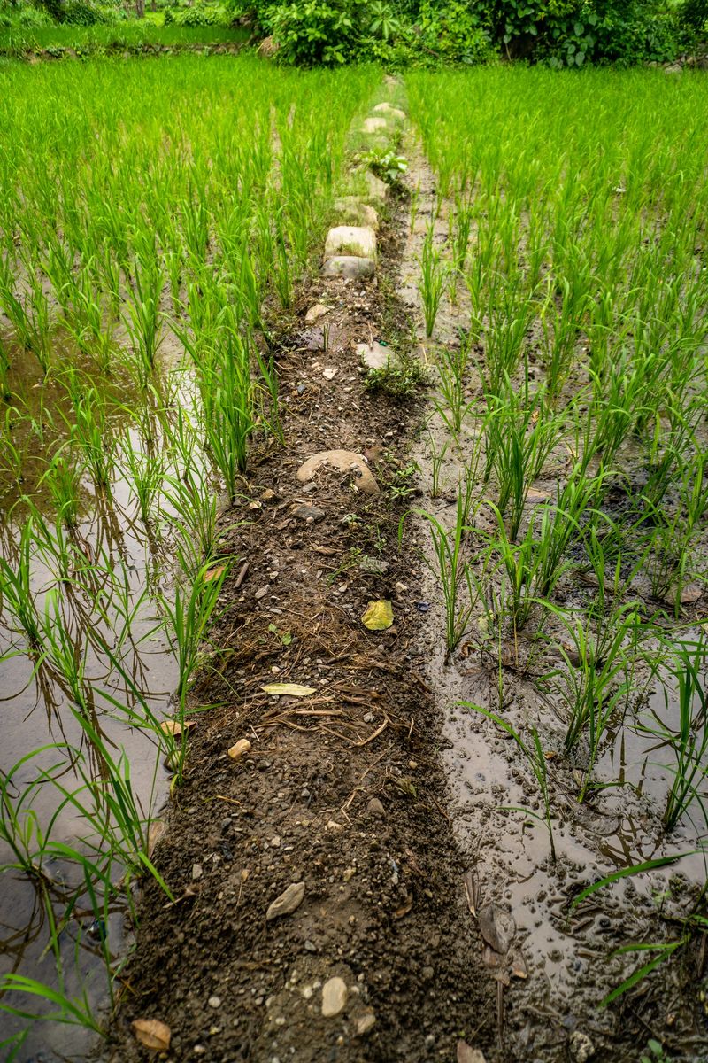 Fresh rice paddy seedlings growing in terraced fields across the lush hills of Dehradun, Uttarakhand, India — showcasing traditional Kharif season farming during monsoon rains