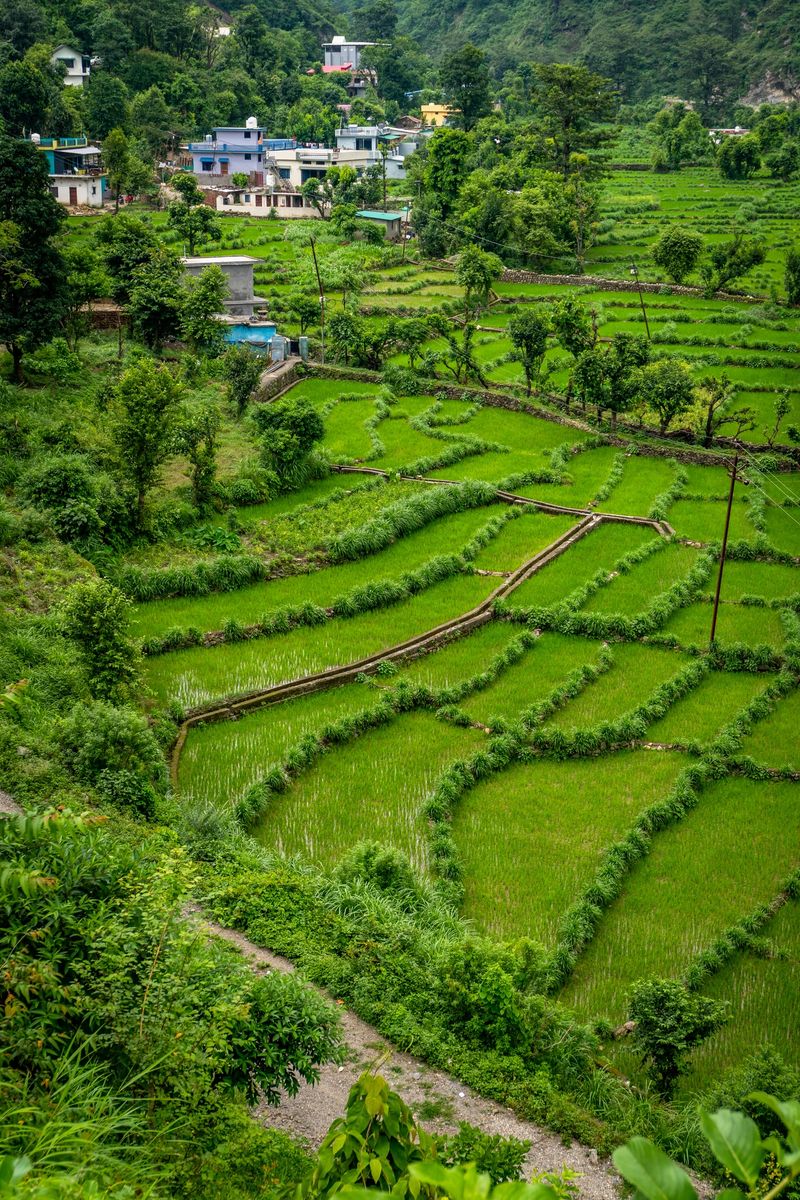 Lush green rice paddy fields growing as Kharif crops on terraced hillsides in Dehradun, India — showcasing traditional step farming and the famed Basmati rice cultivation during monsoon rains