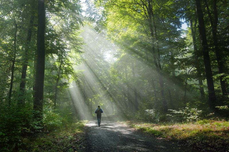 Hiker in a misty green forest with beautiful beams of light. Man with backpack walking on a scenic dirt road in elevating atmosphere.