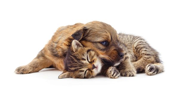A puppy and kitten cuddling together on a white background.