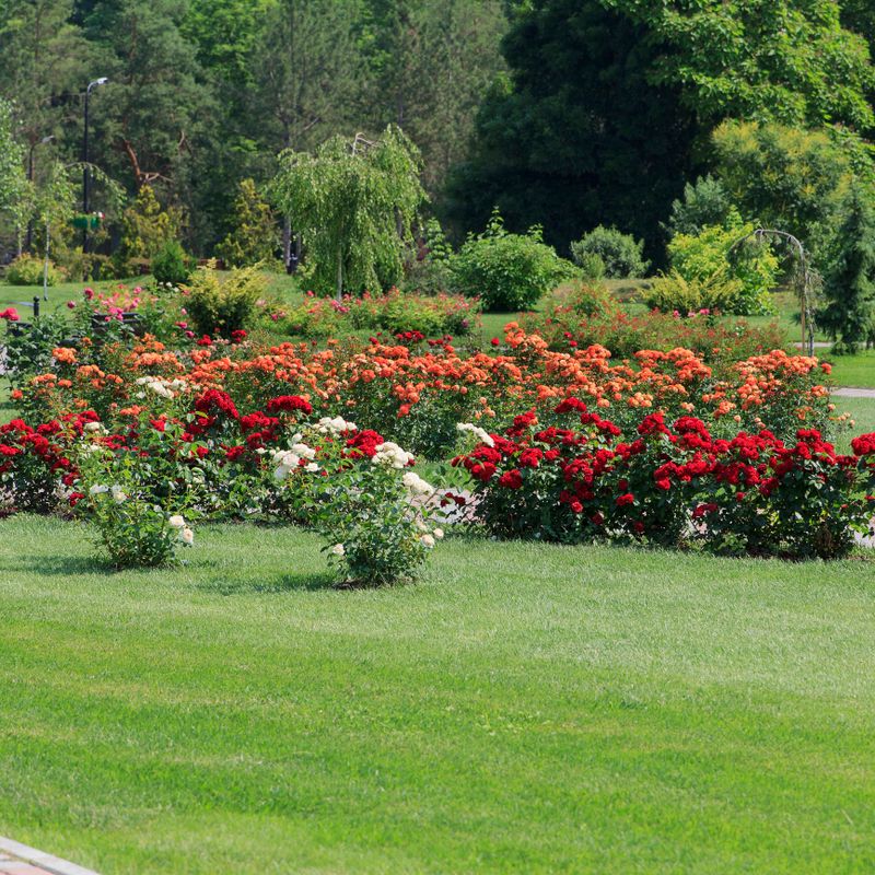A vibrant garden filled with blooming red and white roses. Lush green grass surrounds the flower beds, creating a serene outdoor space