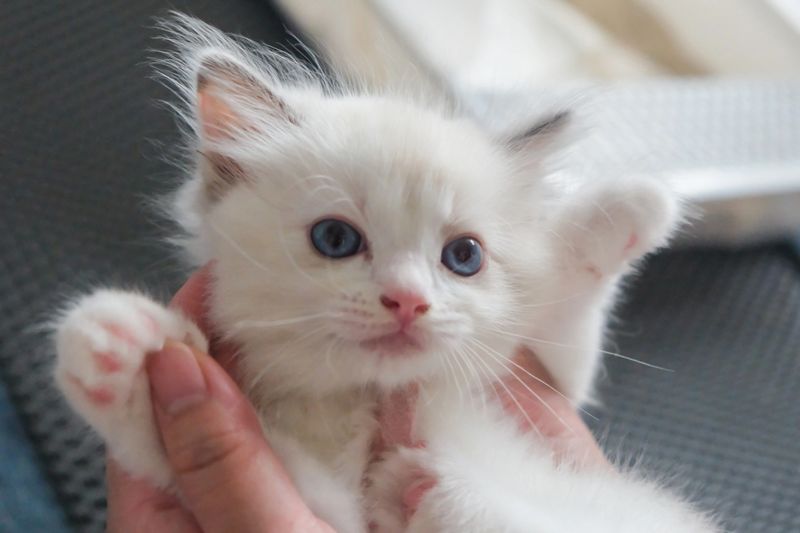Human holding a 1 month old ragdoll kitten on their hands