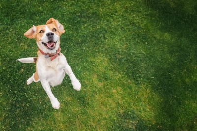 Happy dog jumping joyfully on green grass.