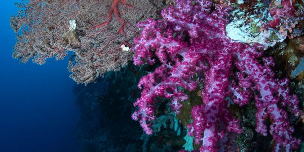 Vibrant pink and beige coral formations underwater in a deep blue sea.