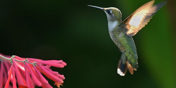 A hummingbird hovers near vibrant pink flowers with a dark green background.