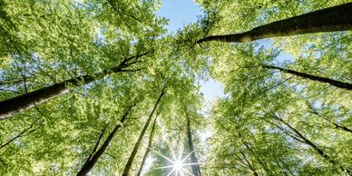 Sun shining through tall green trees.