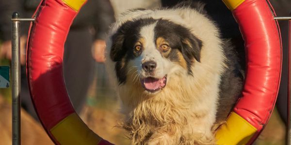 A dog joyfully jumps through a red and yellow agility hoop.