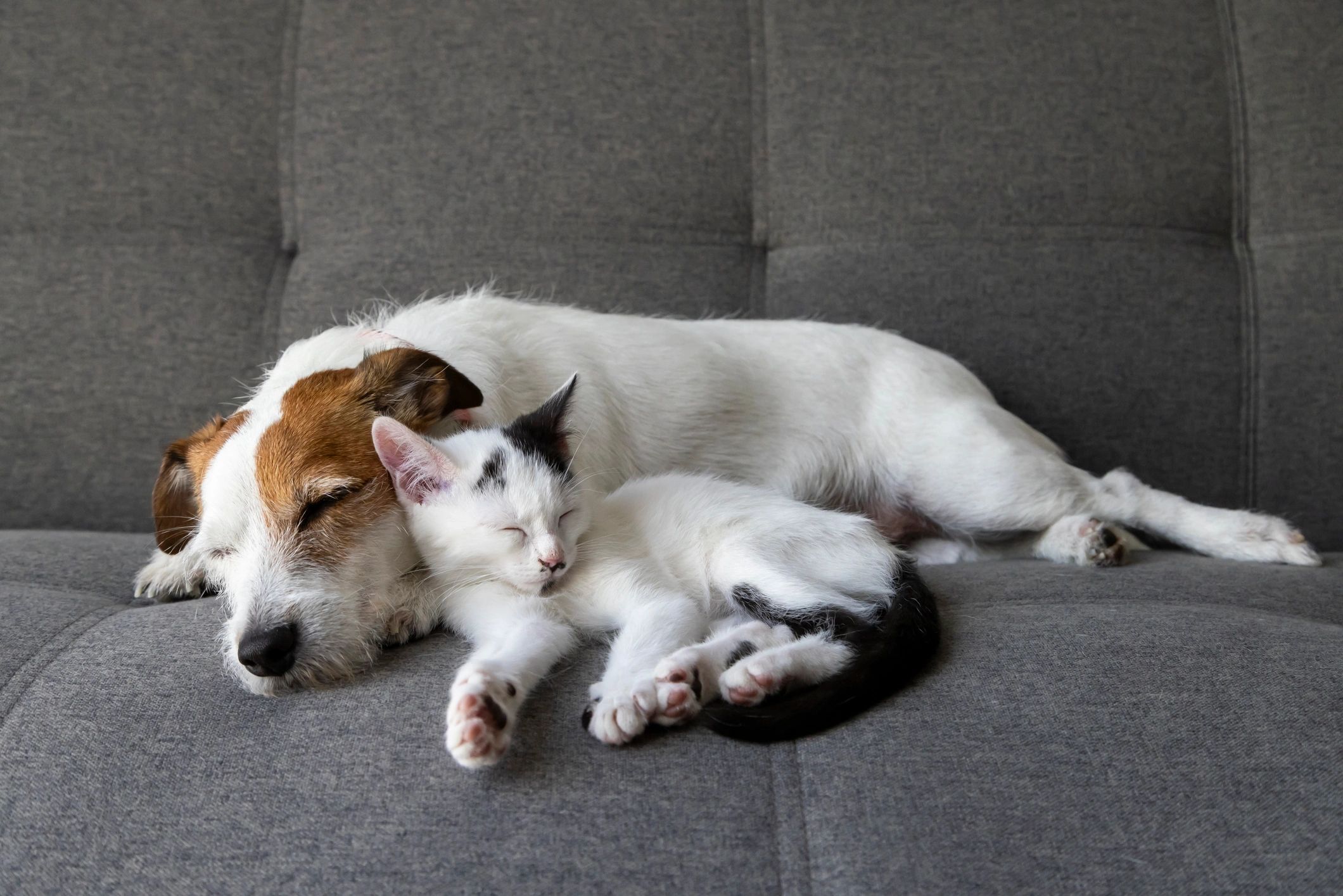 Dog and cat cuddling and sleeping on a gray couch.