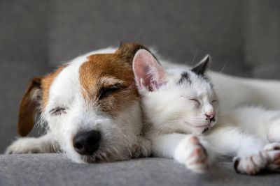 Dog and kitten sleeping closely together.