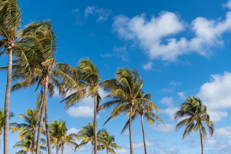 Tropical beach in Miami. Tropical windy weather with palm tree. Strong wind. Exotic nature. Palm tree on windy weather. Hurricane in Florida. Palm tree in hurricane weather. Palm leaves rustling.