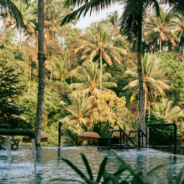 pool surrounded by palm trees