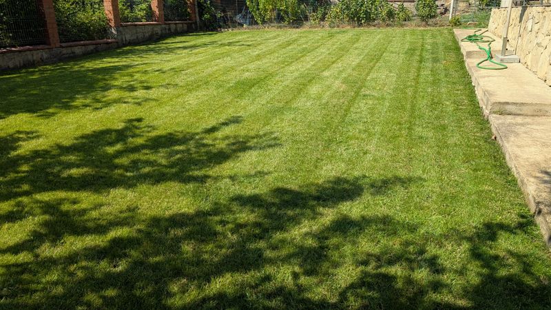 A vibrant green lawn beautifully showcasing neat, freshly cut grass stripes glistening under warm sunlight