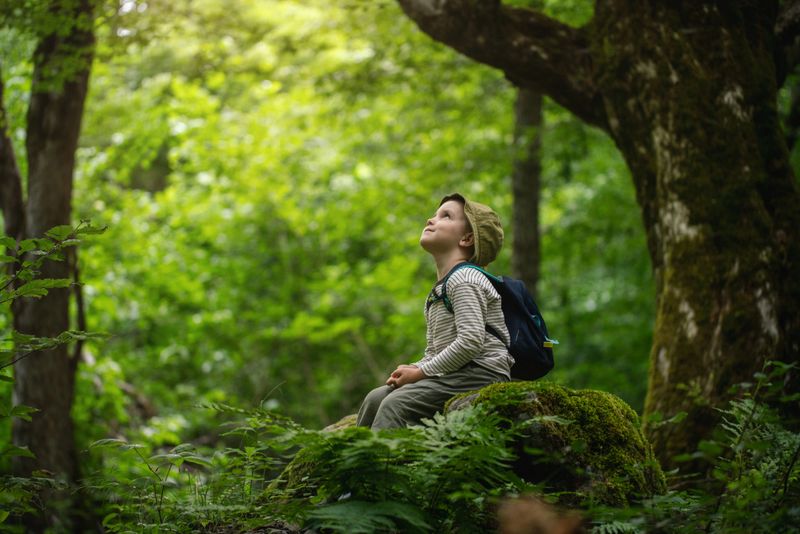 A child is sitting on a mossy rock in a calm forest, looking upwards. Greenery surrounds the area, emphasizing a connection with nature and peaceful reflection while exploring the wilderness.