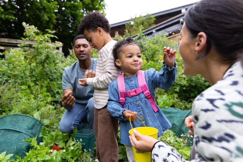 A medium shot of a family of four gardening together in a lush, green outdoor garden space. The parents and their two young children are picking strawberries from the garden, enjoying quality time in nature. The garden is part of a community farm in Newcastle upon Tyne. The daughter is looking at her mother while showing her a small strawberry.Videos are available similar to this scenario.