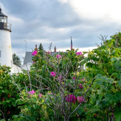 Lighthouse behind blooming pink flowers and greenery.