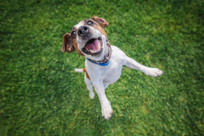 Joyful Jack Russell Terrier jumps with mouth open and ears flapping on a green lawn during an energetic outdoor play session. High quality photo