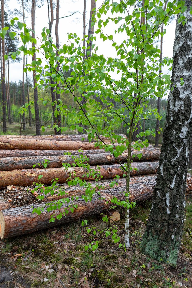 A young green sapling thrives next to freshly cut logs in a serene forest setting. The trees around are beginning to sprout new leaves, indicating the arrival of spring.