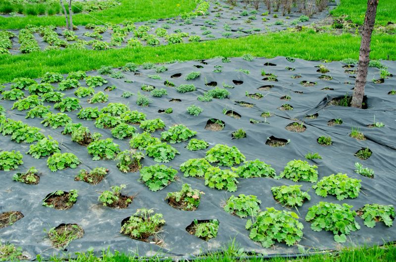 park with plants growing through a black weed barrier. This method minimizes weed growth and promotes healthy plant development in well-structured rows, providing effective landscaping.