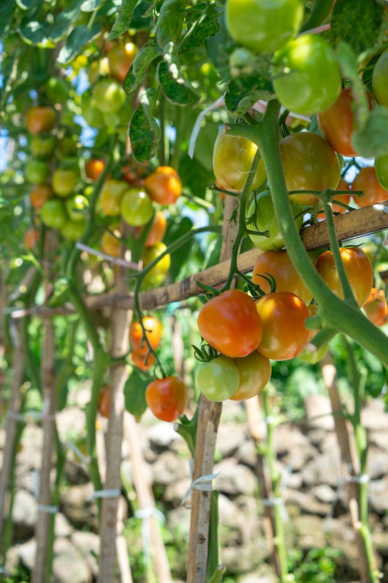 Tomato plants thrive under the sun, supported by bamboo stakes. Clusters of ripe and unripe tomatoes display vibrant hues of red, orange, and green, reflecting healthy organic growth.
