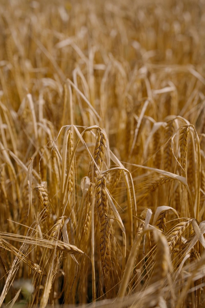 Golden wheat stalks fill the frame in an agricultural field, highlighting ripe grains ready for harvest. A rich tone and texture depict summer farming themes, growth, and the bounty of harvest season.