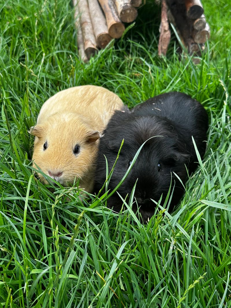 Guinea pigs in run in garden