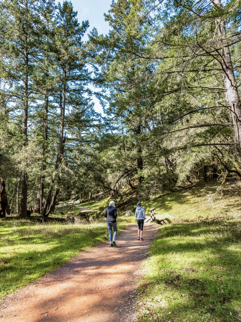 Two women are on a hiking trial.  The two small figures are contrasted with the grander of Mt Tamalpais State Park in California.  The path is meandering through the tall forest of oaks and evergreens.