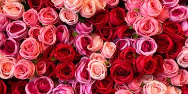 A vibrant bouquet of pink, red, and peach roses.
