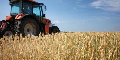 Tractor in a wheat field under blue sky.