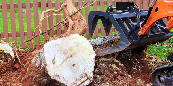 Stump Grinding Weeki Wachee FL

Tree Stump Removal & Affordable Stump Grinding in Weeki Wachee, FL
