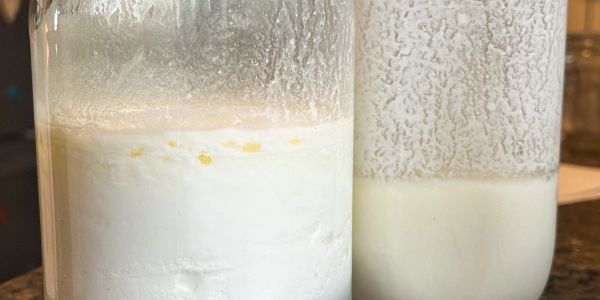 Two jars filled with creamy white homemade yogurt.