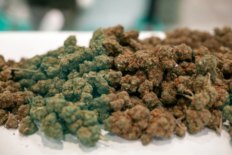 Red-green cannabis buds on white background in Prague, Prague, Czechia