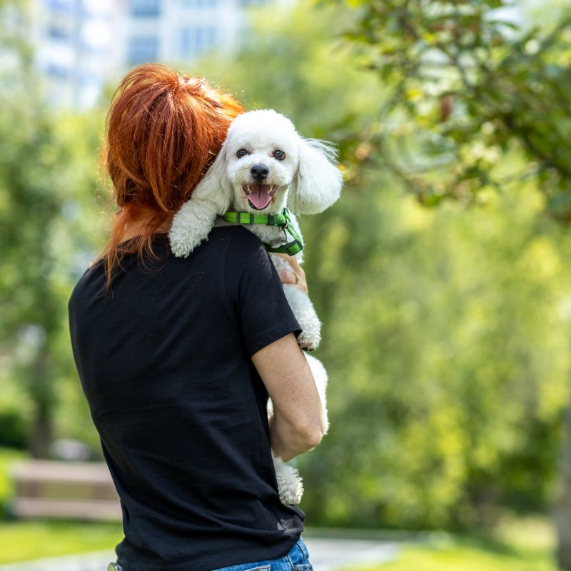 A woman with red hair is walking her white poodle in the park in summer. She kisses and hugs him, making the dog happy.