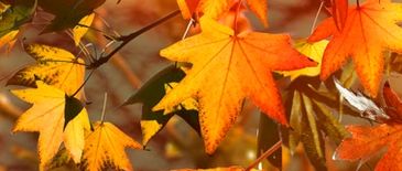 autumn leaves