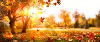 Sunlight filters through autumn leaves in a serene park scene.
