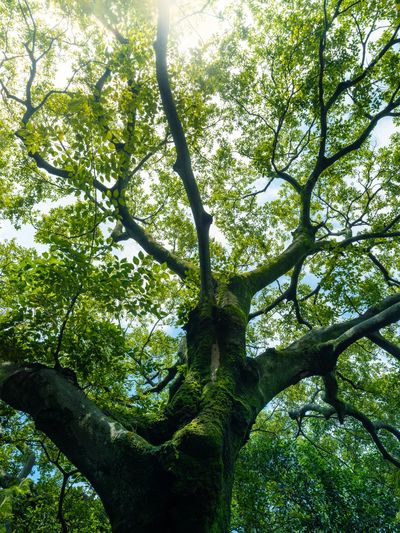 Sunlight filters through lush green tree branches.