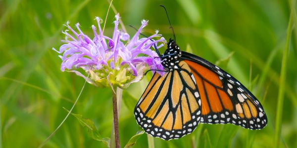 A monarch butterfly feeding on a purple flower in a green field.