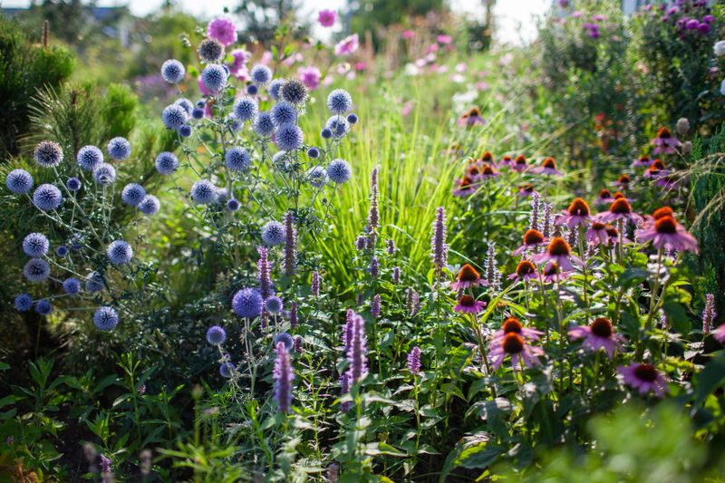 Blue echinops blooming by echinacea and agastache in summer garden. Globe thistle flowers by pennisetum ornamental grass and pine tree in the morning. Landscaping