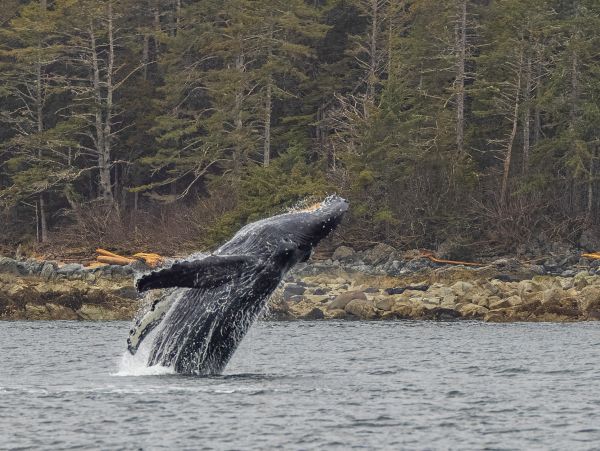 A whale breaching near a rocky shoreline with trees in the background.