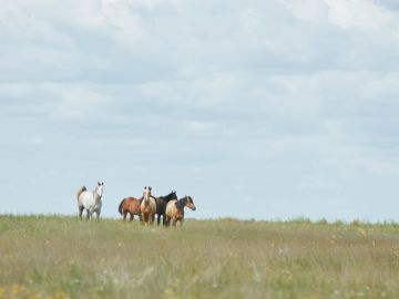 Four horses standing in a grassy field under a cloudy sky.