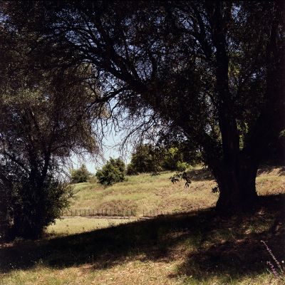 A shaded area under trees with a sunlit grassy hill in the background.