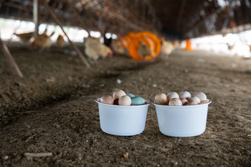 Eggs collected from chicken coop on organic farm