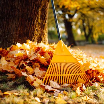 Yellow rake resting on fallen autumn leaves near a tree.