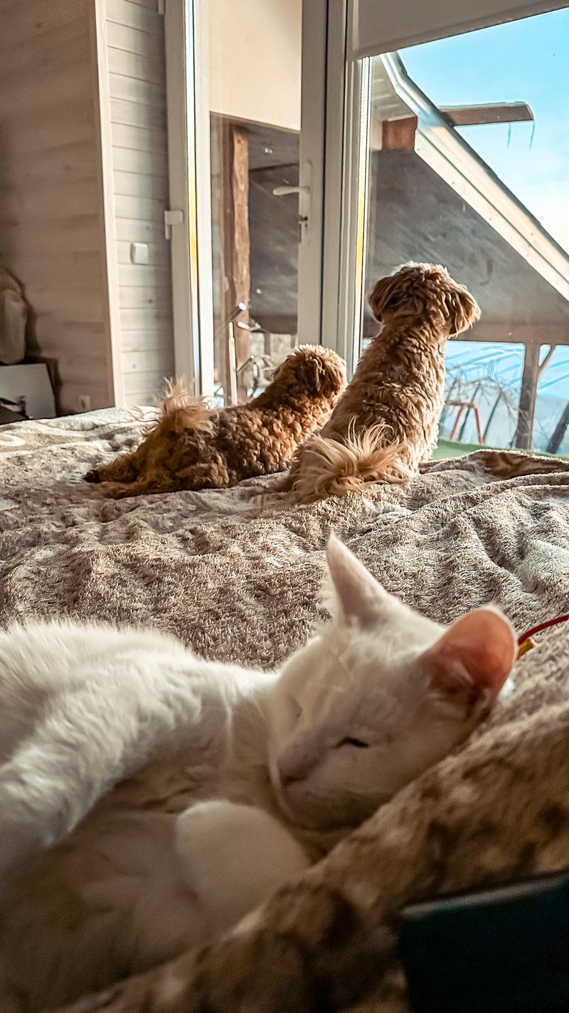 Two small dogs are perched on a cozy bed, gazing out the window, while a white cat sleeps peacefully nearby, creating a tranquil atmosphere in a warm indoor setting