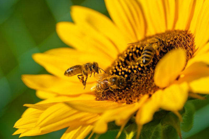 Close-up of honey bees (Apis mellifera) collecting nectar and pollen on a sunflower. Macro insect photography symbolizing pollination, ecology, biodiversity, and sustainable agriculture.