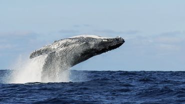 Alaska/Hawaii Whale Watching