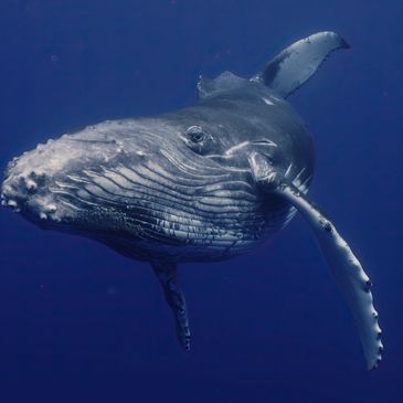 Close-up of a humpback whale swimming underwater.
