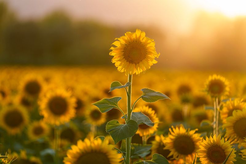 Beautiful sunflower fields glowing under warm golden hour light. Vibrant yellow flowers in full bloom create a scenic summer landscape, symbolizing nature, energy, and abundance. Perfect for concepts related to agriculture, rural lifestyle, natural beauty, sustainability, and optimism.