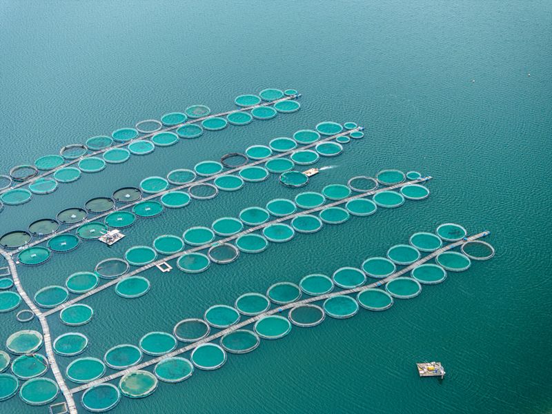 Aerial view showcasing circular fish farming pens in turquoise waters growing ecological fish. Sustainable aquaculture setup amidst serene marine surroundings.
