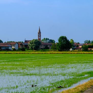 rice fields mantua